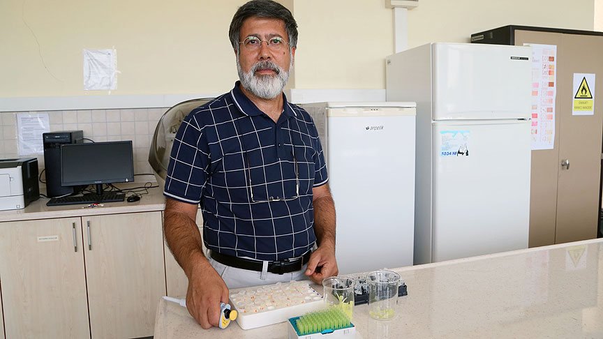'Çam balı hastalıklarla mücadelede destekleyici rol oynuyor'